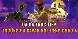 Trải nghiệm giao diện cực đẹp sau khi tải app trường gà Savan