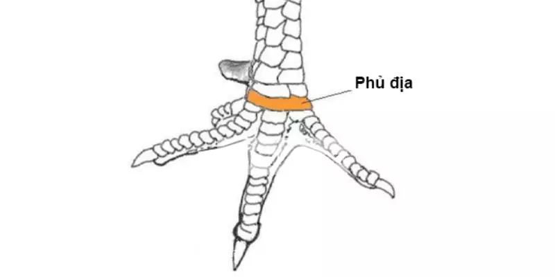 Vảy Phủ Địa là phần vảy nằm ở giữa chân gà