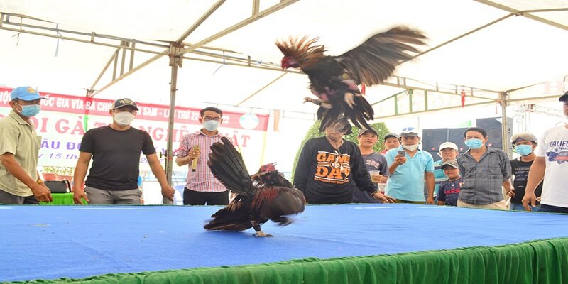 Chọn gà đá Châu Đốc hay tại phía Nam