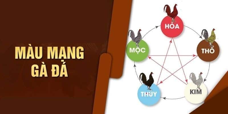 Màu mạng gà đá là khái niệm quen thuộc 