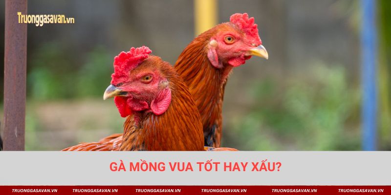 Gà mồng vua tốt hay xấu? Có nên chọn gà mồng vua đá không?