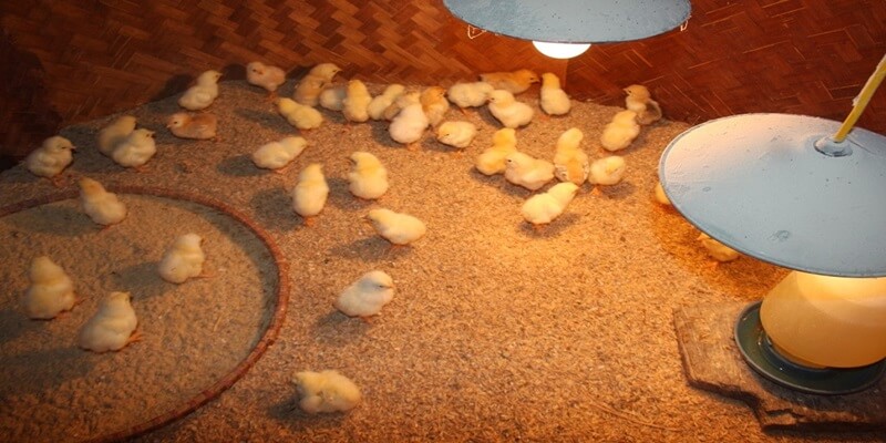 Hãy sử dụng đèn sưởi thường xuyên trong chuồng nuôi gà con