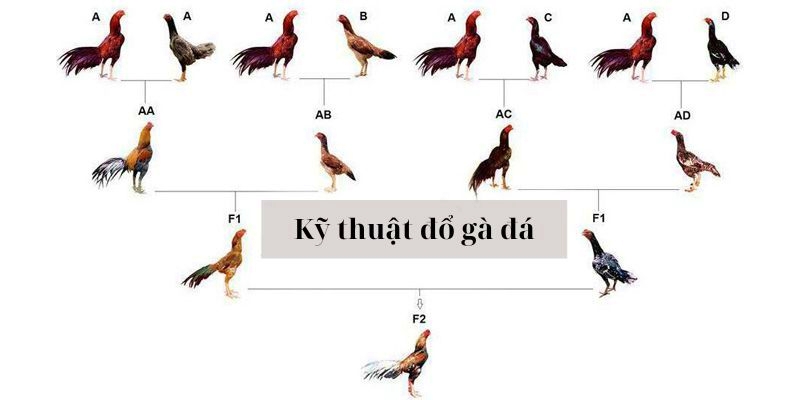 Khái niệm đổ gà đá là gì