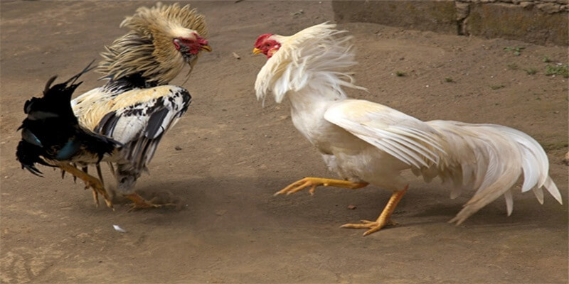 Thường xuyên luyện tập thể dục giúp gà trắng khỏe mạnh