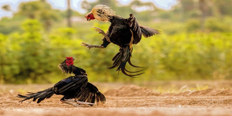 Những lưu ý trong cách làm cho gà chọi máu chiến