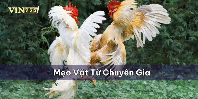 Một số mẹo vặt của các chuyên gia sân chơi Vin777