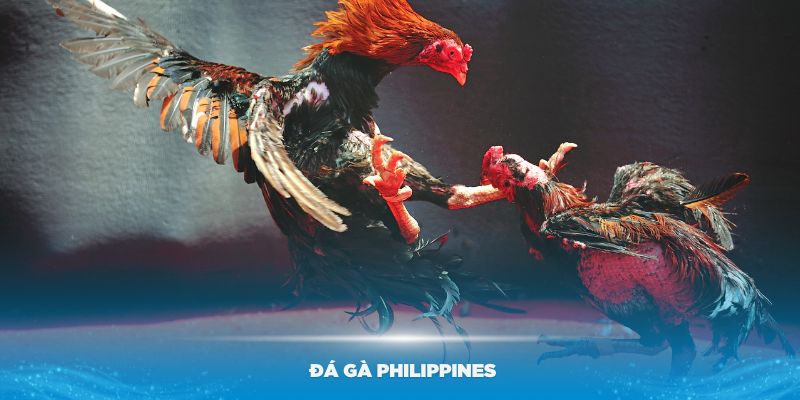 Tìm hiểu về đá gà Philippine hấp dẫn nhất