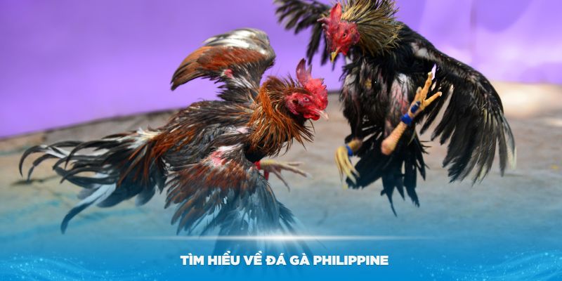 Tìm hiểu về đá gà Philippine hấp dẫn nhất