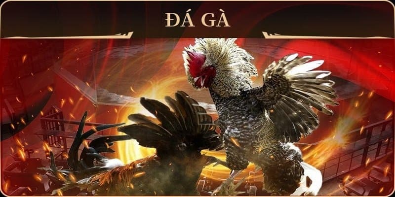 Tầm quan trọng của việc Đào tạo gà chọi
