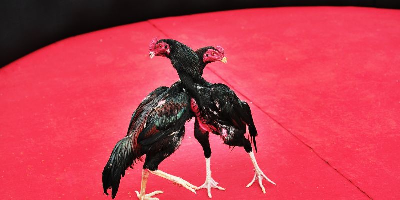 Đá gà thomo hôm nay mấy giờ? Thời gian thi đấu cụ thể của đá gà Thomo mỗi ngày