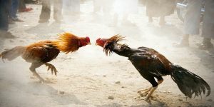 Đá gà thomo hôm nay mấy giờ