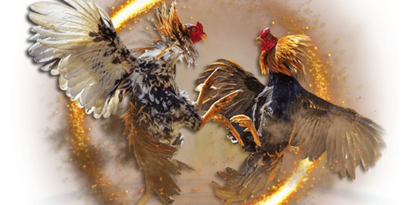 Trải nghiệm xem đá gà bằng điện thoại