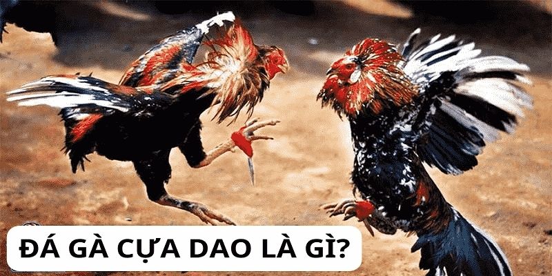 Xem đá gà bằng điện thoại có bị lag không?