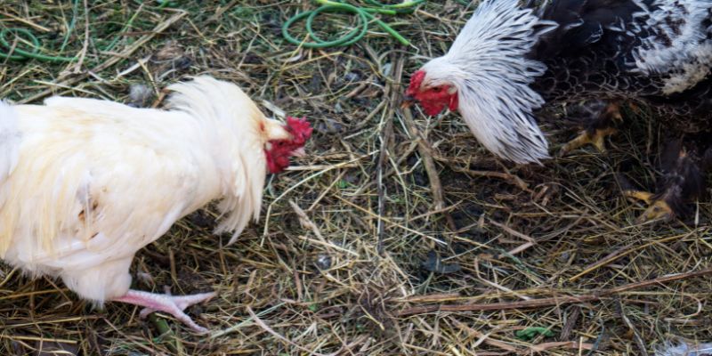 Xem đá gà bằng điện thoại có bị lag không