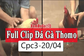 Video đá gà bồ full HD