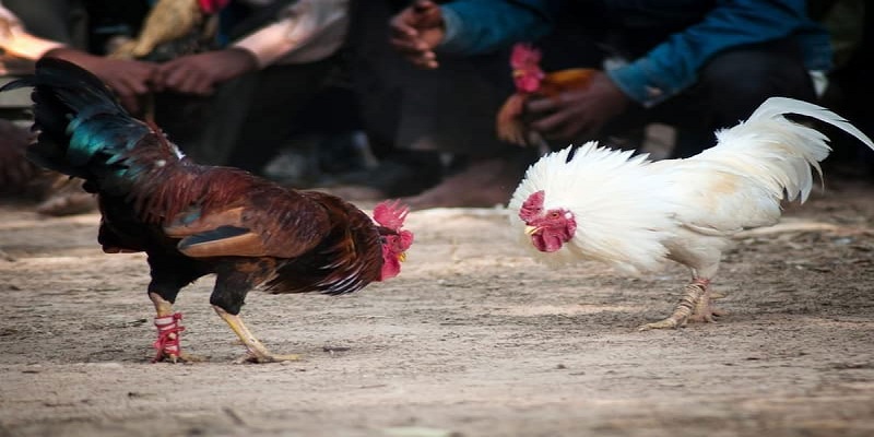 Đá gà miền tây hôm nay