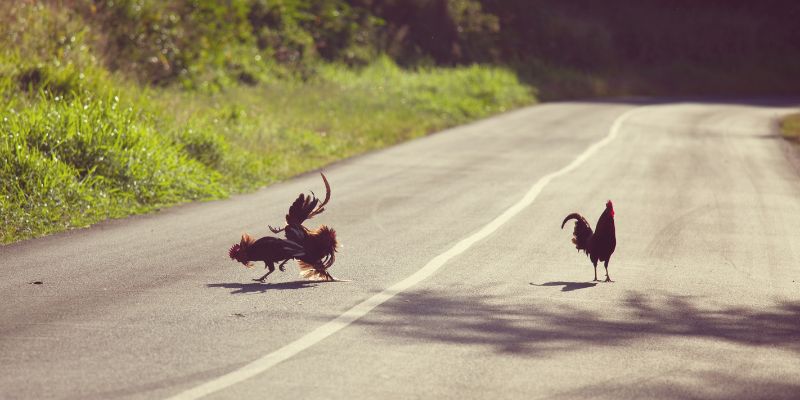 Gà màu nào đá mạnh hôm nay?