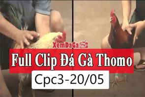 Clip full trận đá gà Thomo