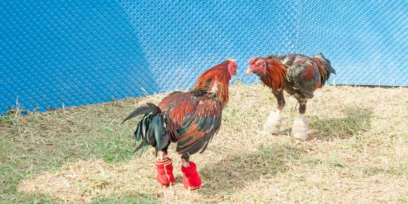 Đá gà QQ88 trực tuyến là gì và có gì khác biệt?