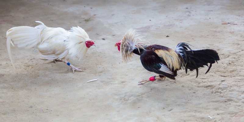 Các thể loại đá gà QQ88 trực tuyến bạn nên biết