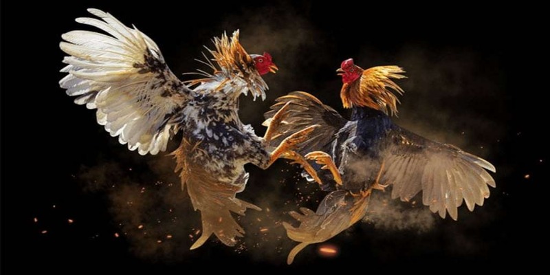 Kỹ thuật nuôi gà đá hay