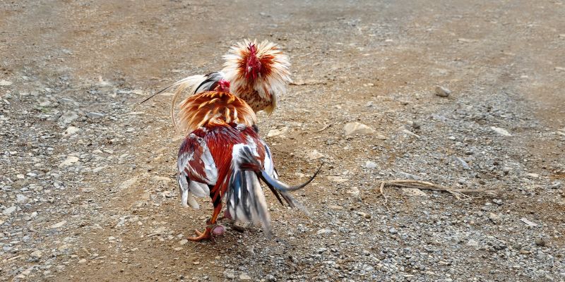 Cách phân biệt gà chiến thắng: Kiểm tra qua cựa và vảy chân