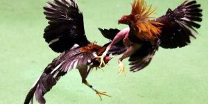 Dấu hiệu nhận biết qua ngoại hình tổng thể