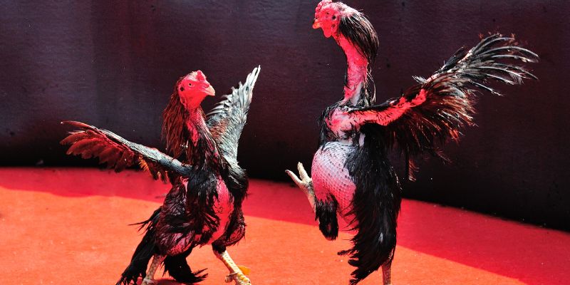 Thể thức thi đấu và cách chọn gà tham gia giải
