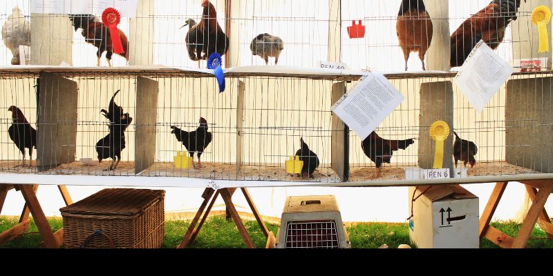 Lựa chọn thực phẩm phù hợp cho gà chọi