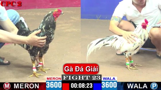 Clip đá gà CPC3