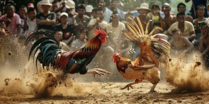 Xem đá gà trên điện thoại có gì khác biệt ?