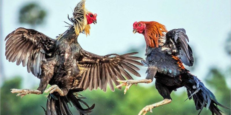 Đá gà online có thưởng là gì?