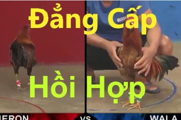 Clip đá gà gay cấn